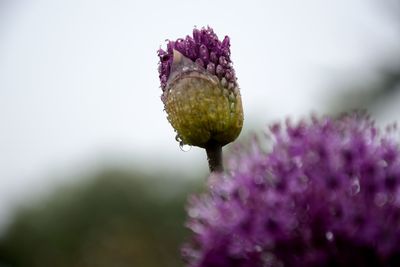 Close-up of purple flower blooming outdoors