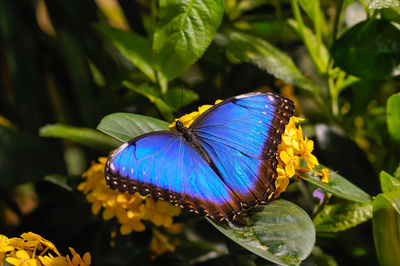 Close-up of butterfly on purple flower