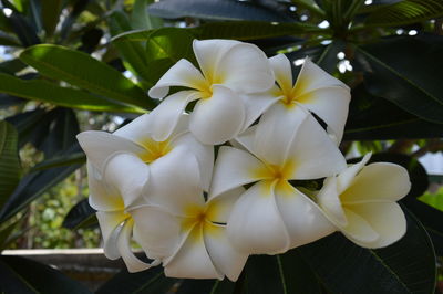 Close-up of white frangipani flowers