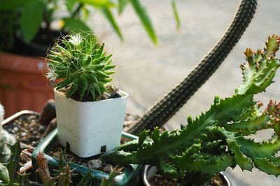 Close-up of cactus plant