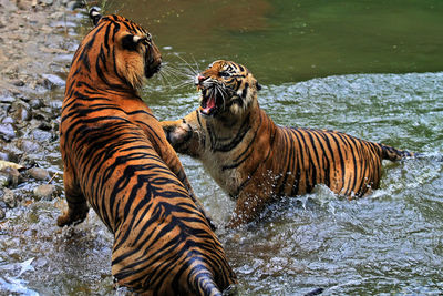 Tigers in water