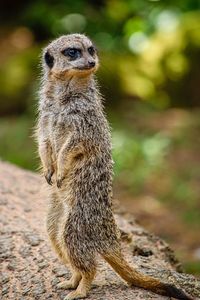 Close-up of meerkat on back legs