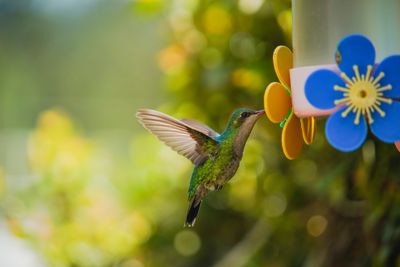 Close-up of bird flying