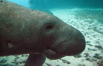 Close-up of sea fish swimming