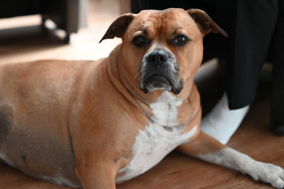 Brown staffordshire dog laying on the ground at home looking at the camera