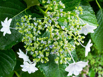 Close-up of white flowers