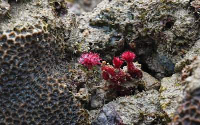 Close-up of rocks