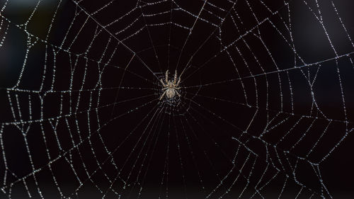 Close-up of spider web