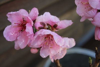 Close-up of raindrops on pink cherry blossom