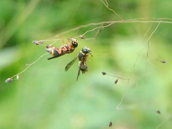 Close-up of insect on plant