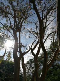 Low angle view of tree against sky