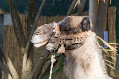 Close-up of a camel 