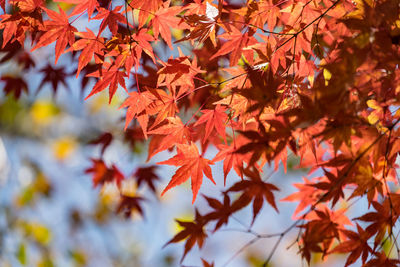 Low angle view of maple leaves on tree