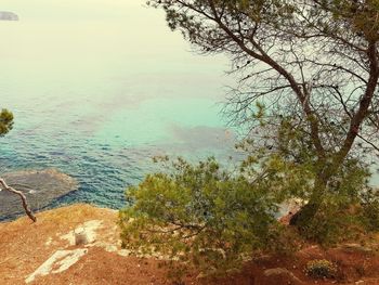 High angle view of trees by sea against sky