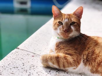 Close-up portrait of a cat