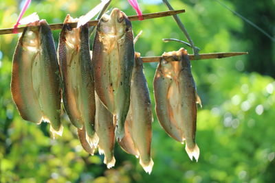 Close-up of plant hanging against blurred background