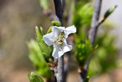 Close-up of white flowering plant