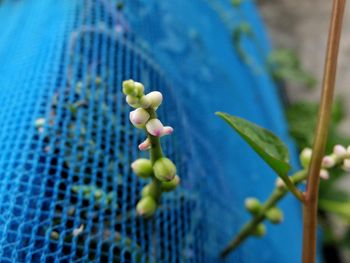 Close-up of plant