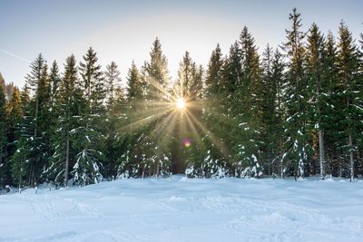 Pine trees on snow covered land against sky