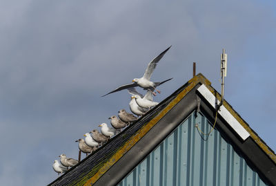 Low angle view of seagulls perching on pole against sky