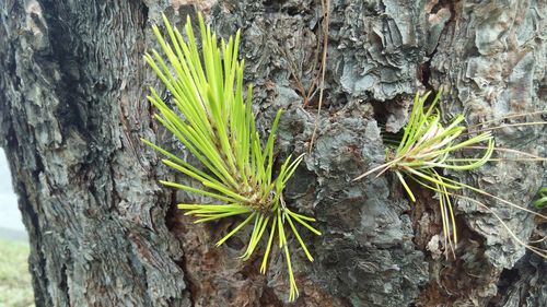 Close-up of plant growing on tree trunk