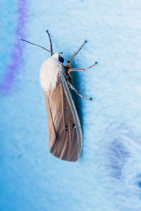 High angle view of butterfly on dry leaf