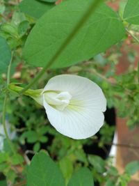 Close-up of white flowering plant