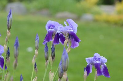 Close-up of iris growing on field
