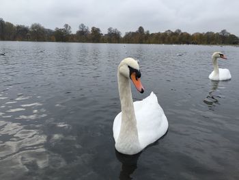 Swans swimming in lake