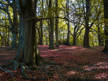 Trees in forest during autumn