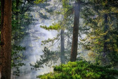 Pine trees in forest against sky