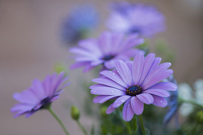 Close-up of purple flowers