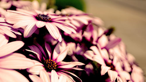 Close-up of pink flower