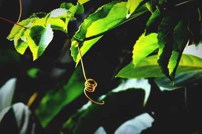 Close-up of insect on leaf