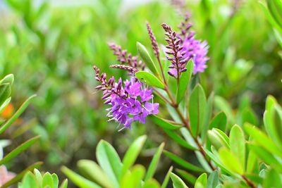 Close-up of purple flowers blooming outdoors