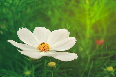 Close-up of white daisy flower