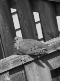 Close-up of bird perching on wood