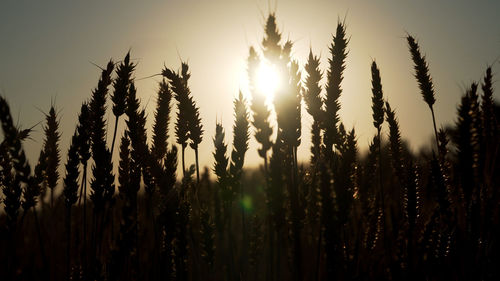 Ears of golden wheat. golden ripe ears of wheat in field. wheat in warm sunlight