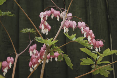 Close-up of pink flowering plants