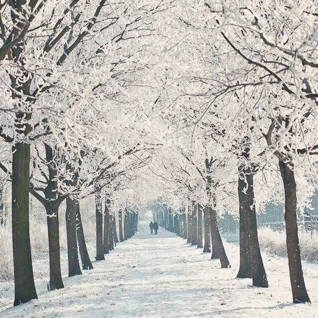 the way forward, tree, diminishing perspective, treelined, bare tree, vanishing point, footpath, branch, nature, tree trunk, walkway, tranquility, pathway, road, narrow, season, day, empty, long, street