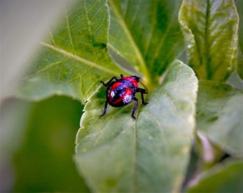 Close-up of insect on leaf