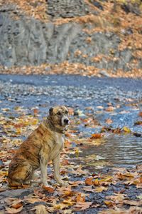 Dog standing in water during autumn