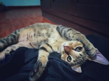 Portrait of cat lying down