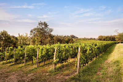 View of vineyard against sky