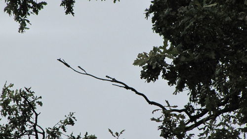 Low angle view of tree against clear sky