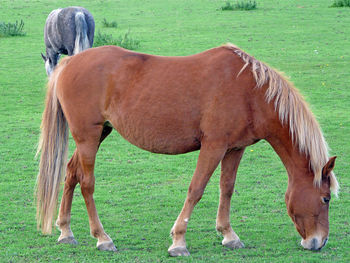 Horse standing on field