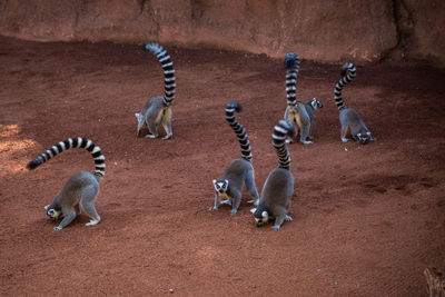 High angle view of ringtail lemurs at zoo