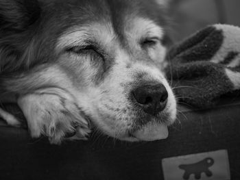 Close up of sleeping dog with tongue hanging out