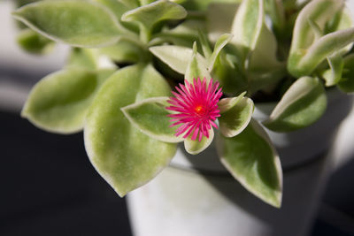 High angle view of flowering plant