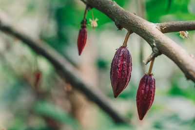 Close-up of red berries growing on tree